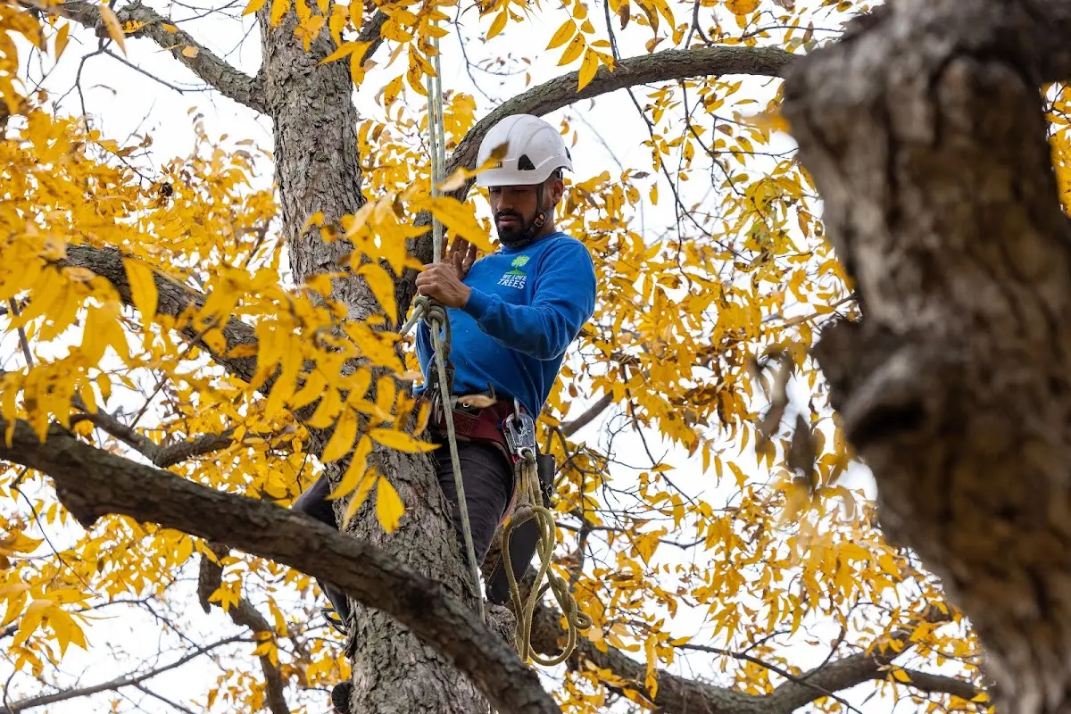 Skilled Storm Damage Cleanup crew working in Kimberling City