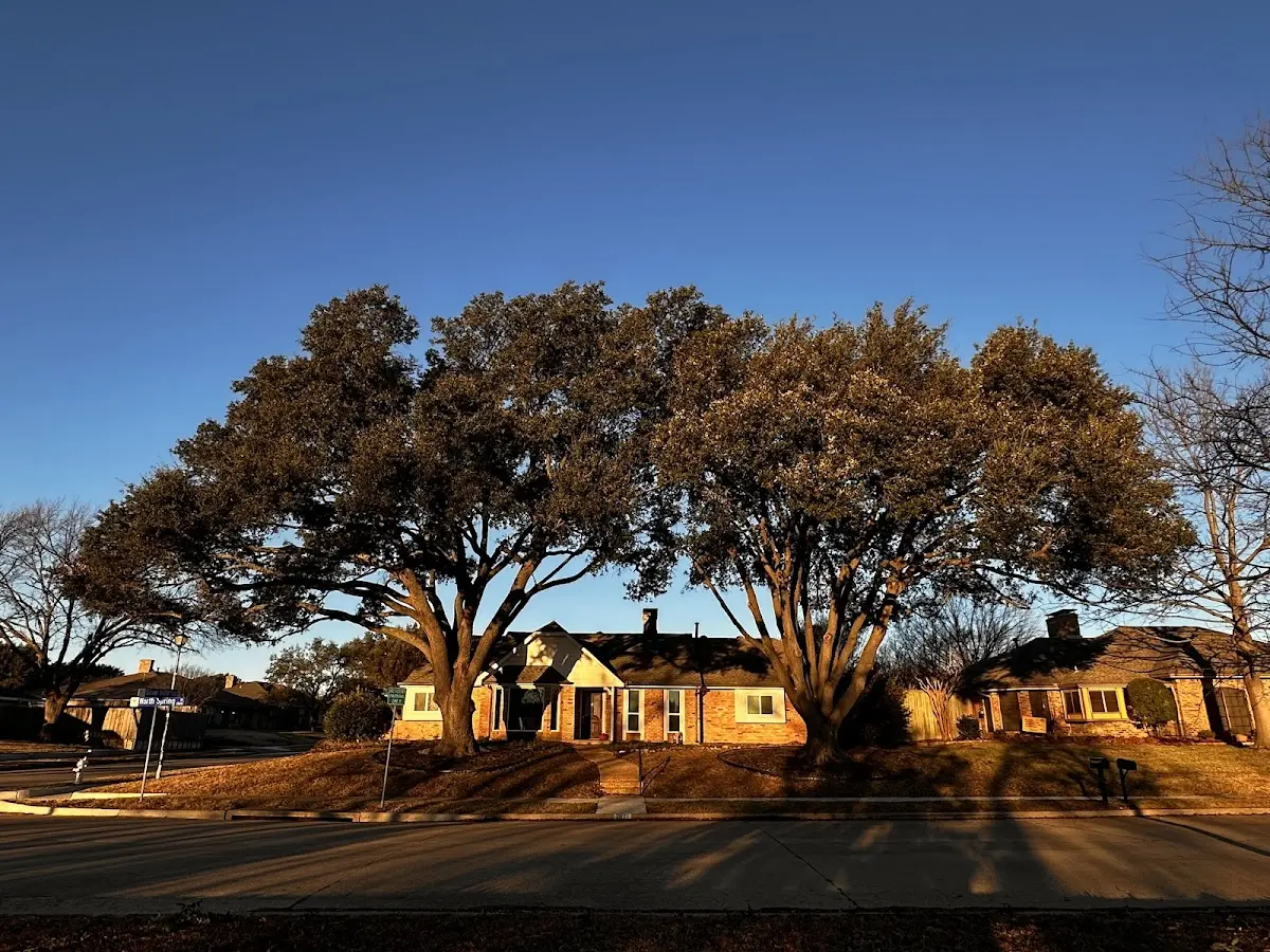 Established residential canopy tree shading a home in Kimberling City